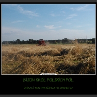 Bizon król polskich pól